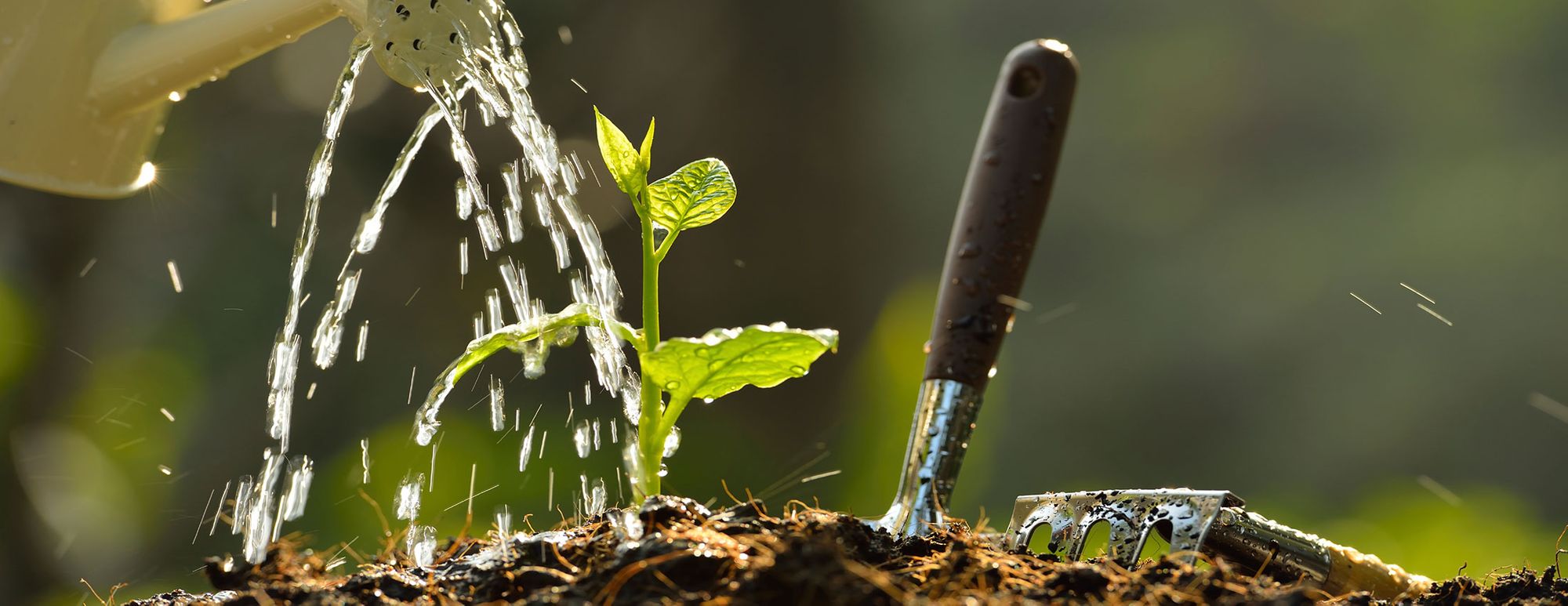 Fish Fertiliser for Plants